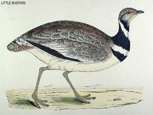 Little Bustard