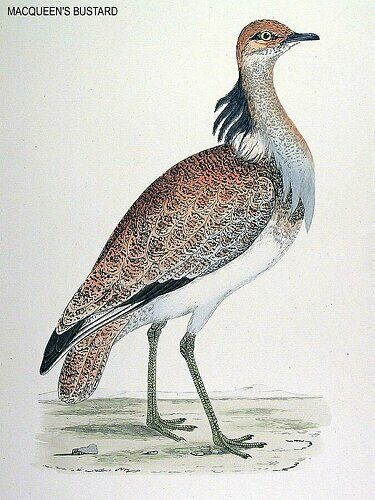 Asian Houbara