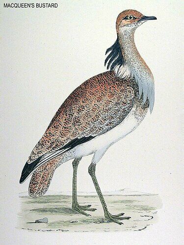 Macqueen's Bustard