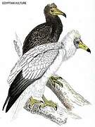 Egyptian Vulture