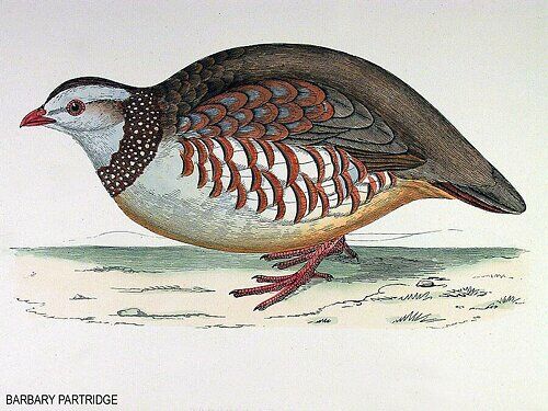 Barbary Partridge
