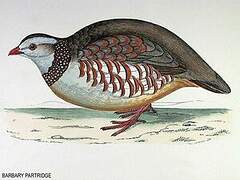 Barbary Partridge