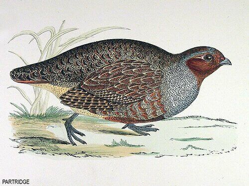 Grey Partridge