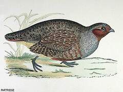 Grey Partridge