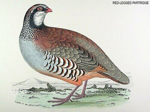 Red-legged Partridge