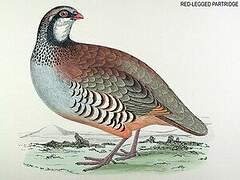 Red-legged Partridge