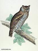 Eurasian Scops Owl