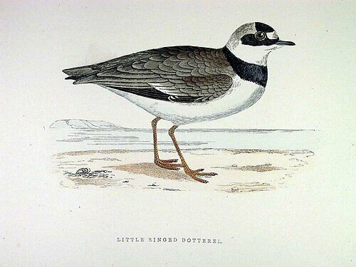 Little Ringed Plover