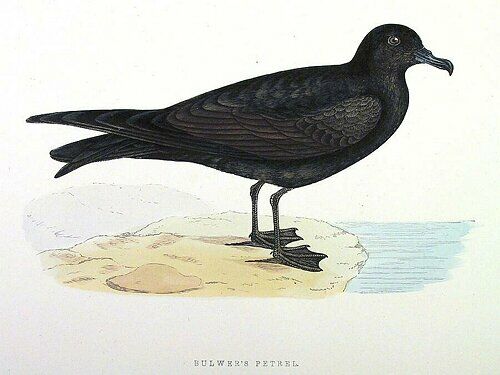 Bulwer's Petrel