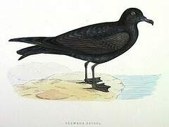 Bulwer's Petrel