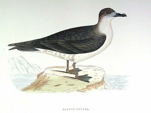 Black-capped Petrel