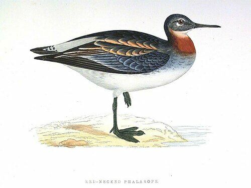 Red-necked Phalarope