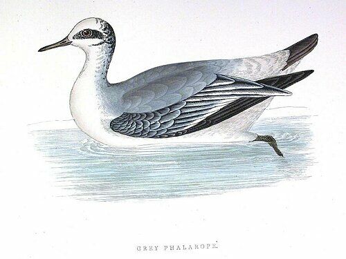 Red Phalarope