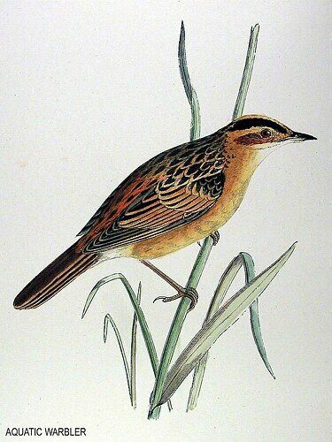 Aquatic Warbler