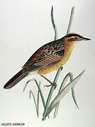 Aquatic Warbler