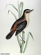 Phragmite des joncs