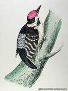 Lesser Spotted Woodpecker