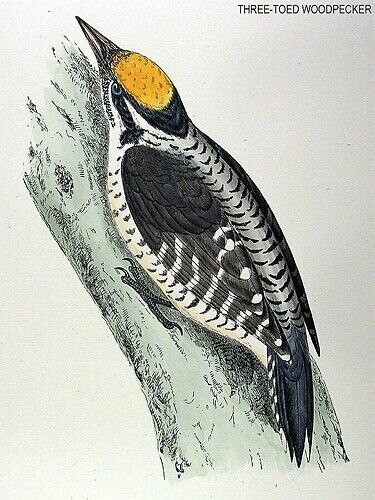 Eurasian Three-toed Woodpecker