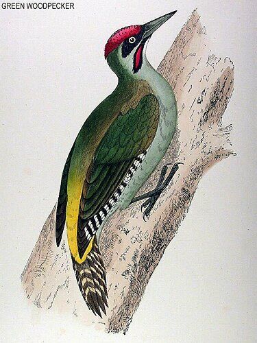 European Green Woodpecker