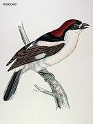 Woodchat Shrike