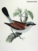 Red-backed Shrike