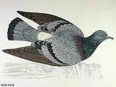 Rock Dove