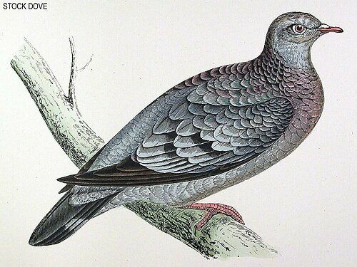 Stock Dove