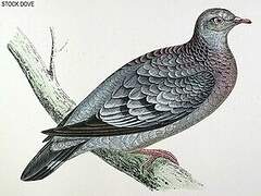 Stock Dove