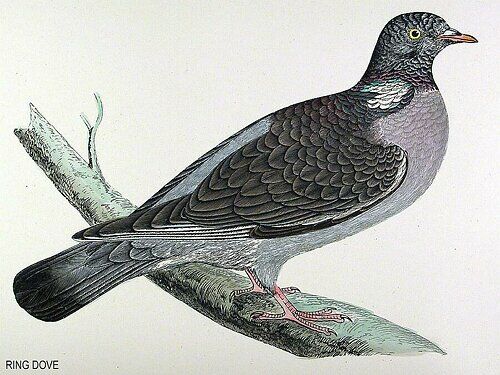 Common Wood Pigeon