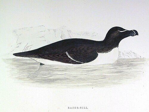 Razorbill