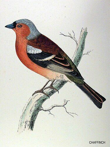 Eurasian Chaffinch