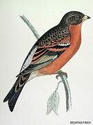 Brambling