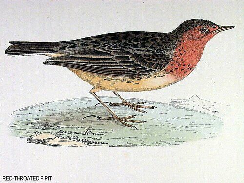 Red-throated Pipit