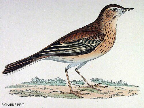 Richard's Pipit