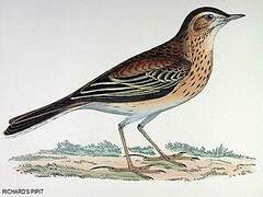 Richard's Pipit