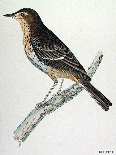 Tree Pipit