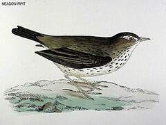 Pipit farlouse