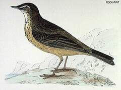 European Rock Pipit