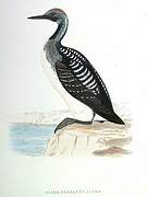Black-throated Loon