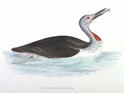 Red-throated Loon