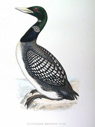 Common Loon