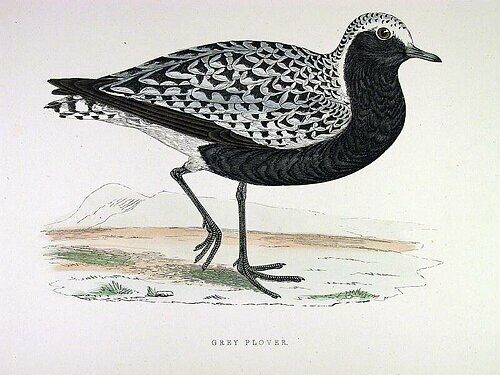 Grey Plover