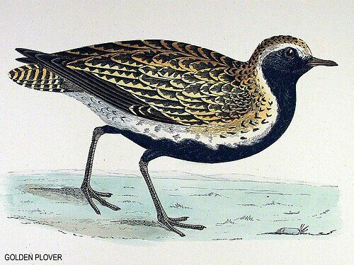 European Golden Plover