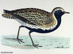 European Golden Plover