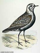 Pacific Golden Plover