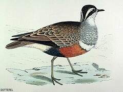 Eurasian Dotterel