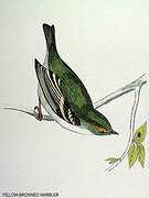 Yellow-browed Warbler