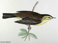 Willow Warbler