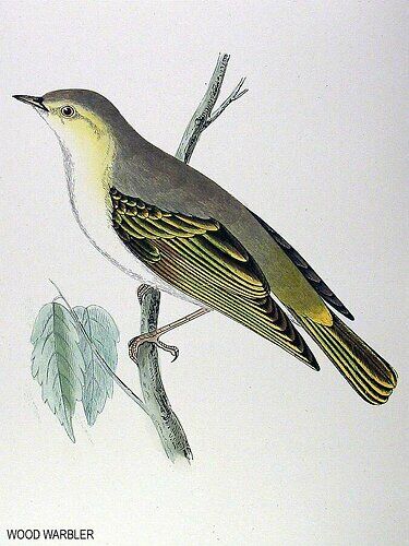 Wood Warbler