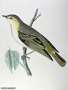 Wood Warbler